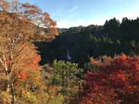 展望台から見た粟又の滝と紅葉