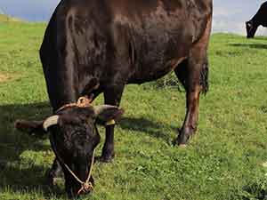 牧草を食べる牛