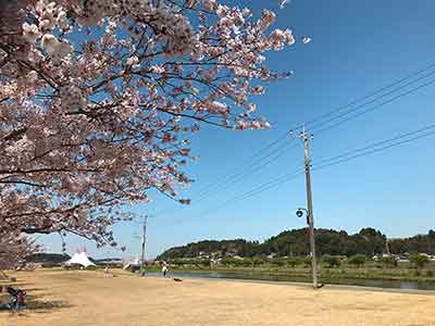あじさい公園に咲いた桜と栗山川