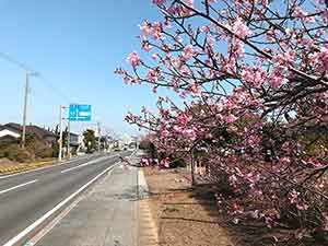 県道30号線沿いに咲いた白子の桜